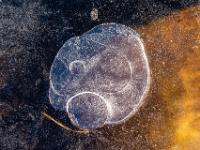 Kreisförmige große Lufteinschlüsse im Eis über durchschimmerndem Blatt